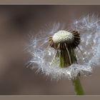 Pusteblume 2