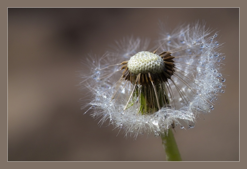 Pusteblume 2