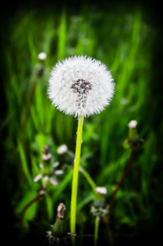 Pusteblume 2