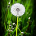 Pusteblume 2