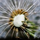 Pusteblume 2 :)