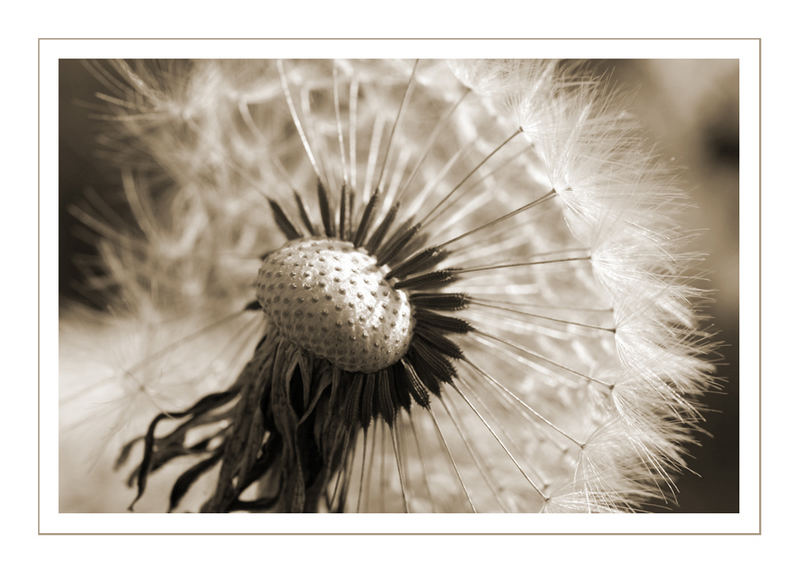 *Pusteblume* #2