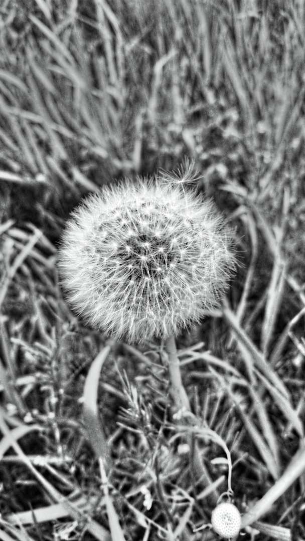 Pusteblume #2