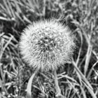 Pusteblume #2