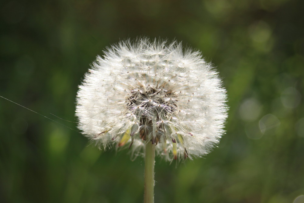 Pusteblume 2