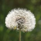 Pusteblume 2