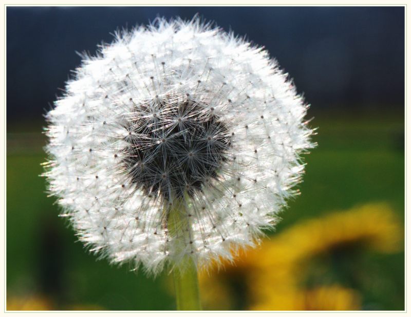 Pusteblume #2