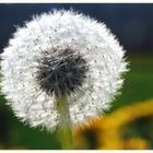 Pusteblume #2