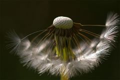 pusteblume 2