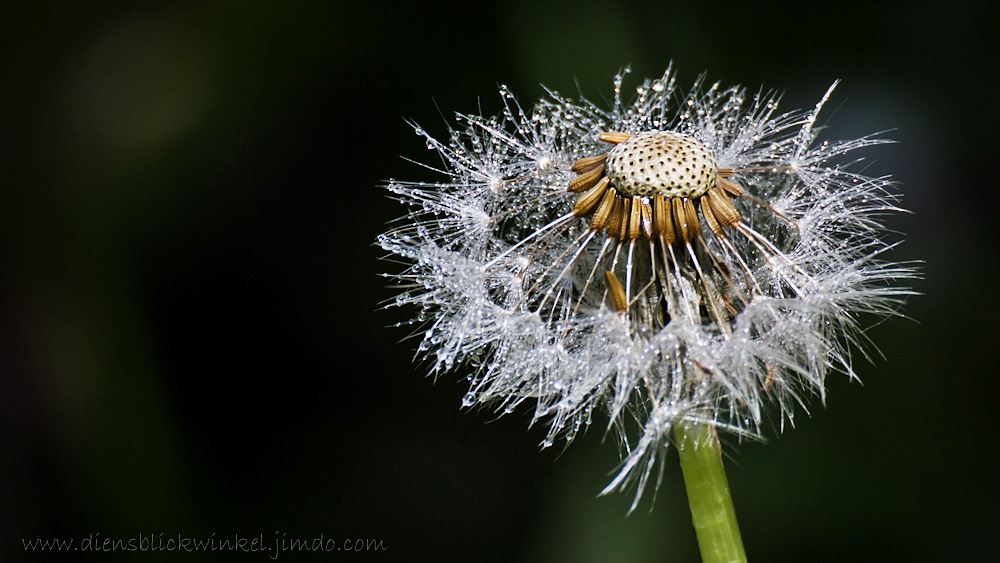 * Pusteblume 2 *