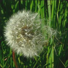 Pusteblume (2)