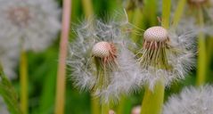 Pusteblume, 2 (diente de leon, 2)