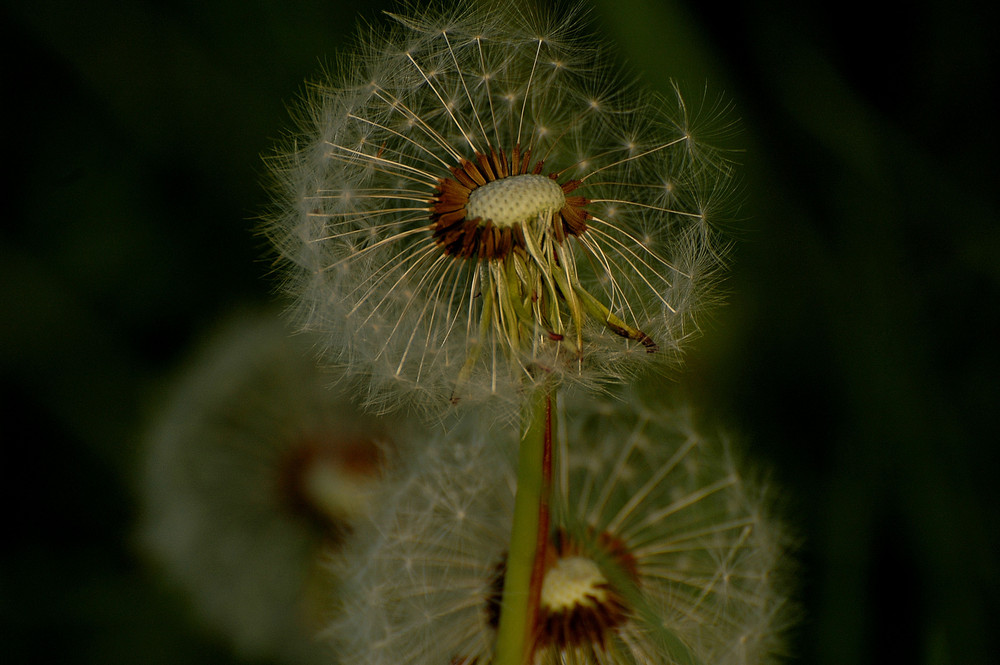 Pusteblume 2