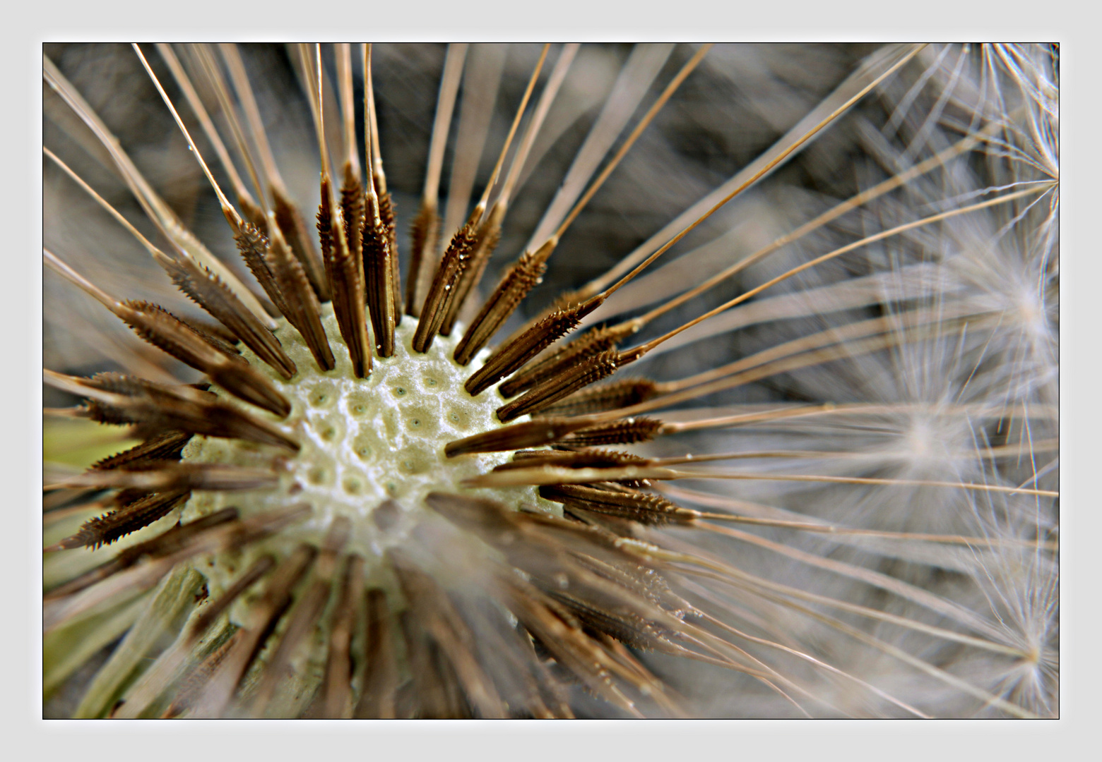 Pusteblume (2)