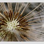 Pusteblume (2)