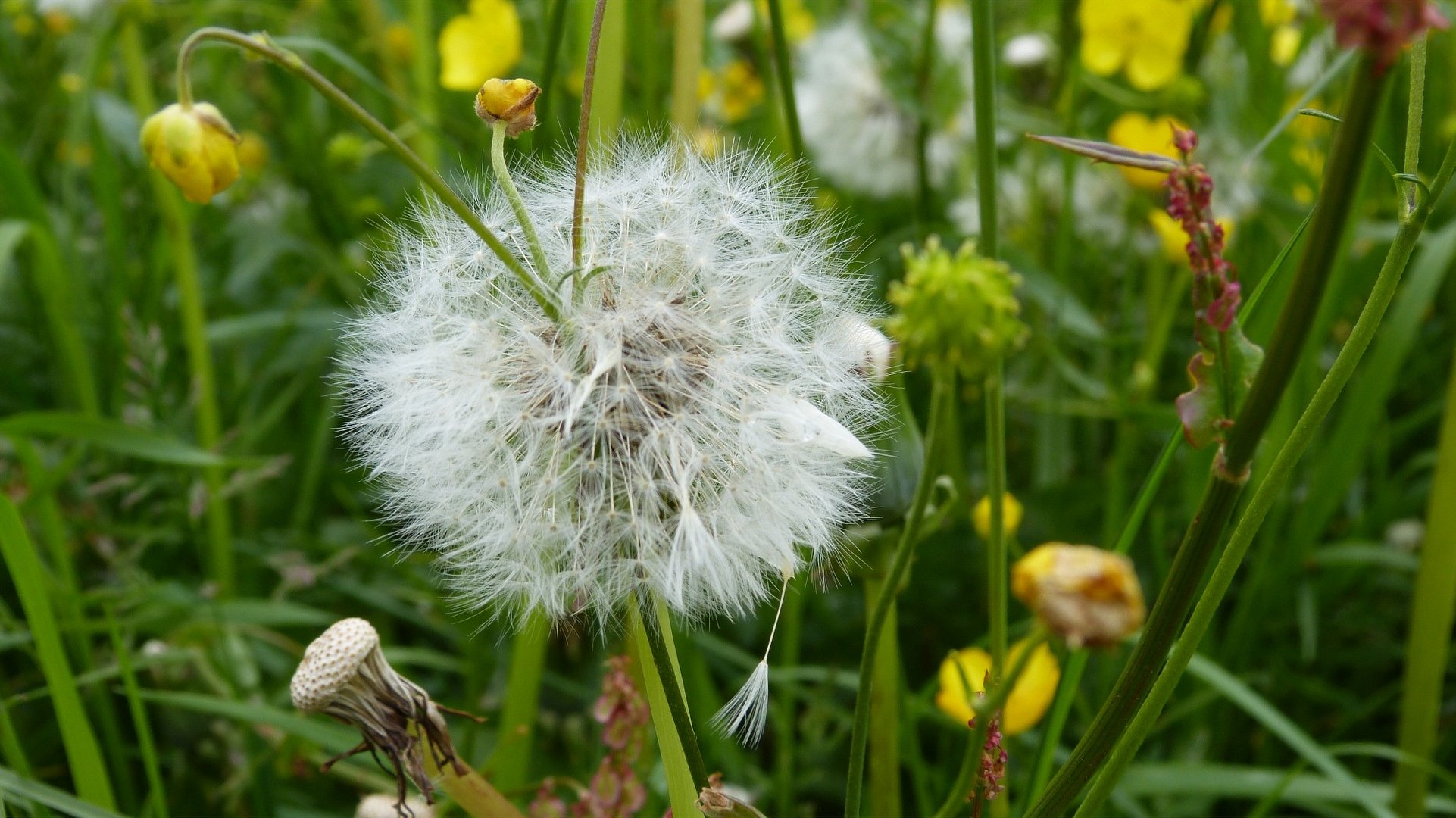 Pusteblume 2