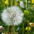 Pusteblume 2