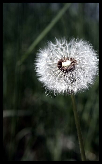 Pusteblume 2 mal anDeRs (F11)