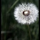 Pusteblume 2 mal anDeRs (F11)