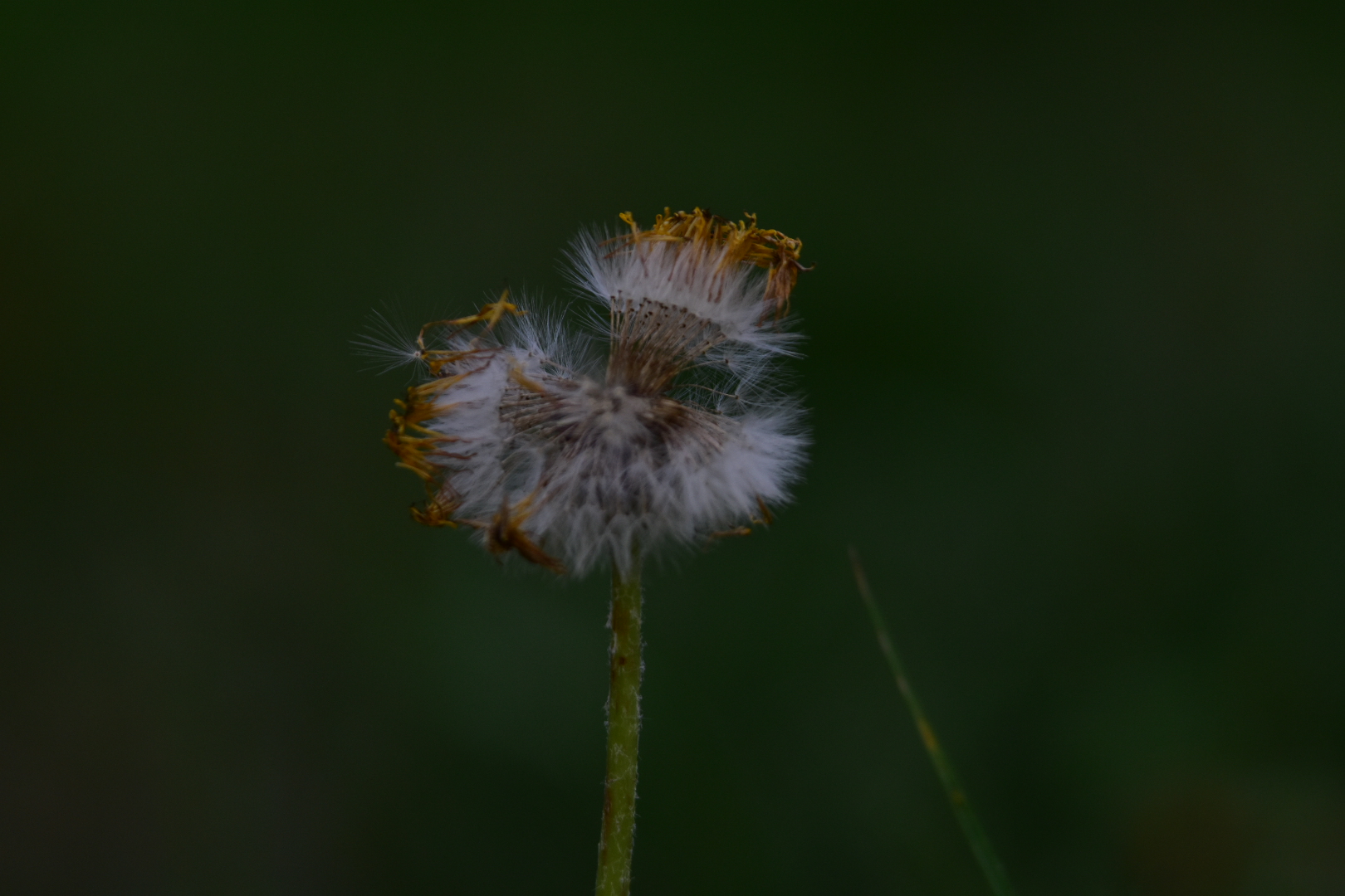 Pusteblume 2.0 