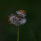 Pusteblume 2.0 