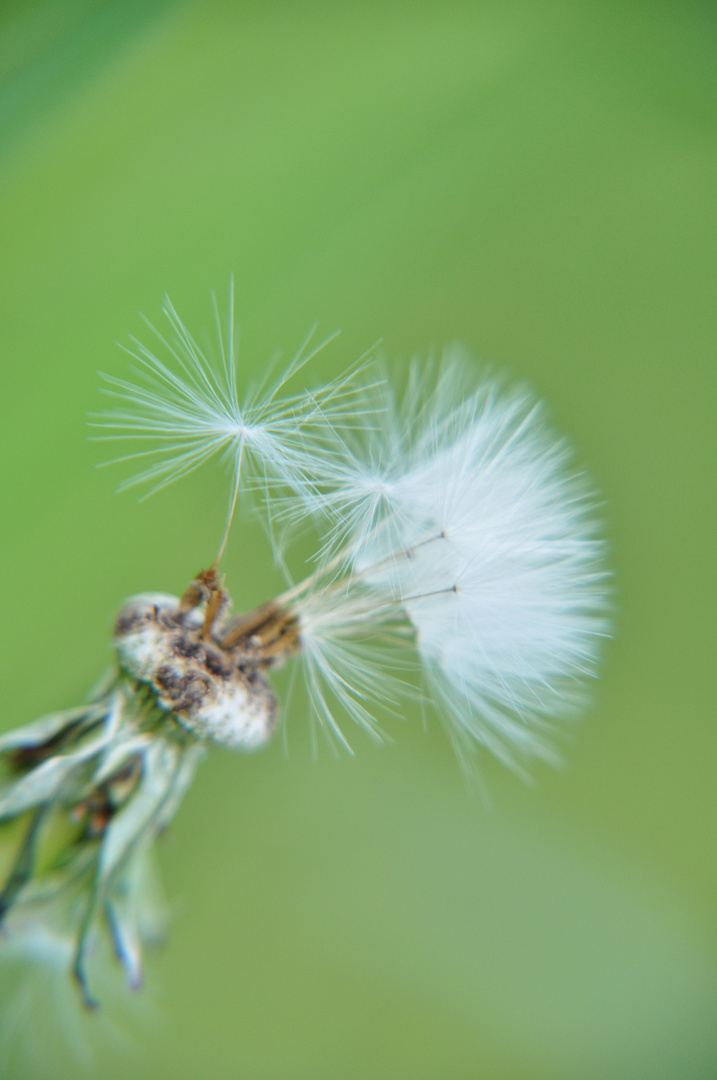 Pusteblume 2012/05/26