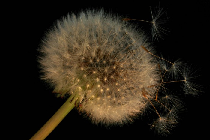 Pusteblume