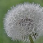 Pusteblume 2024