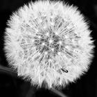 Pusteblume