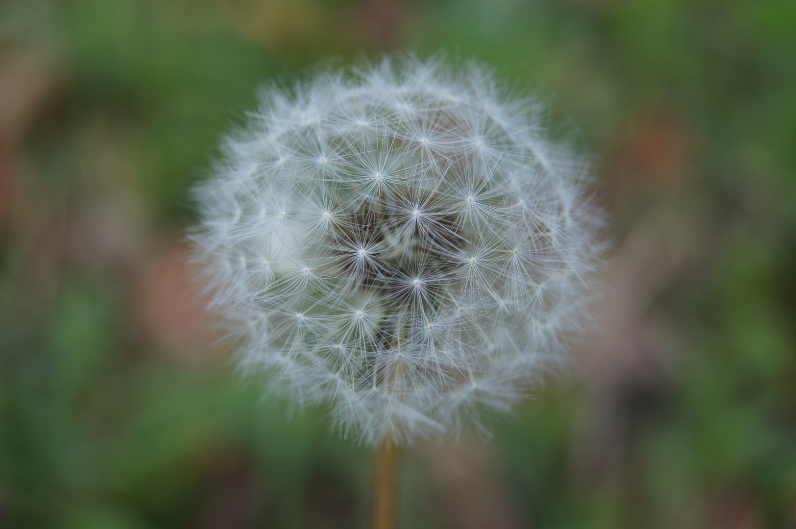 Pusteblume