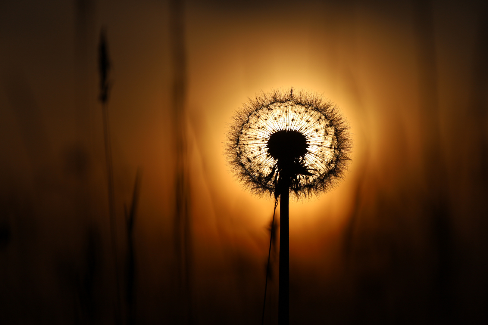 Pusteblume