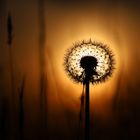 Pusteblume