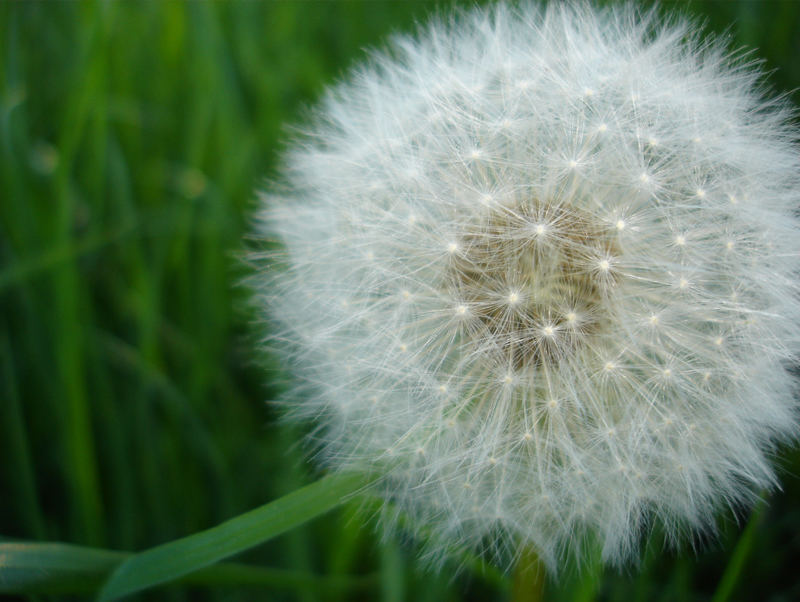 pusteblume