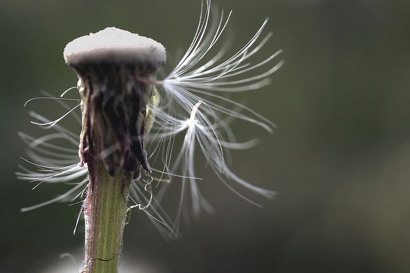 Pusteblume