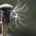 Pusteblume