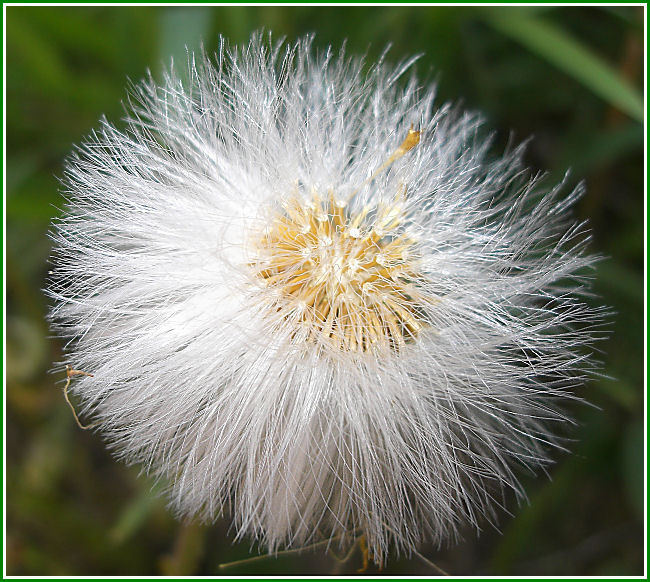 Pusteblume