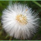 Pusteblume