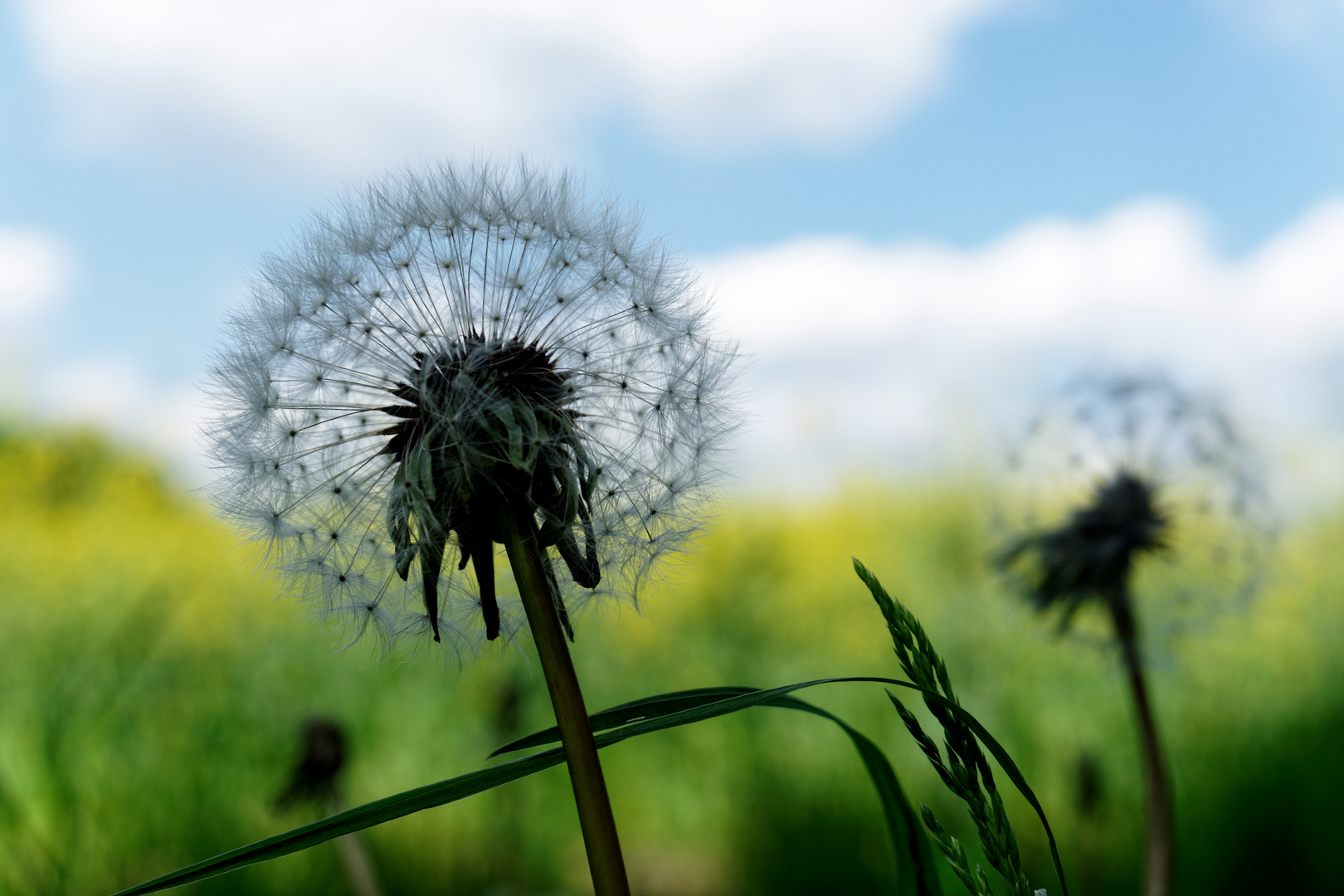 Pusteblume