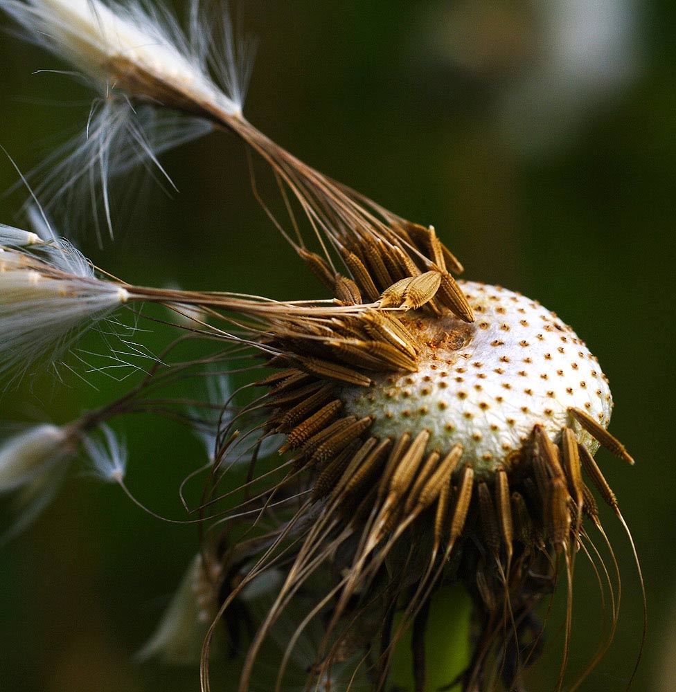 pusteBlume