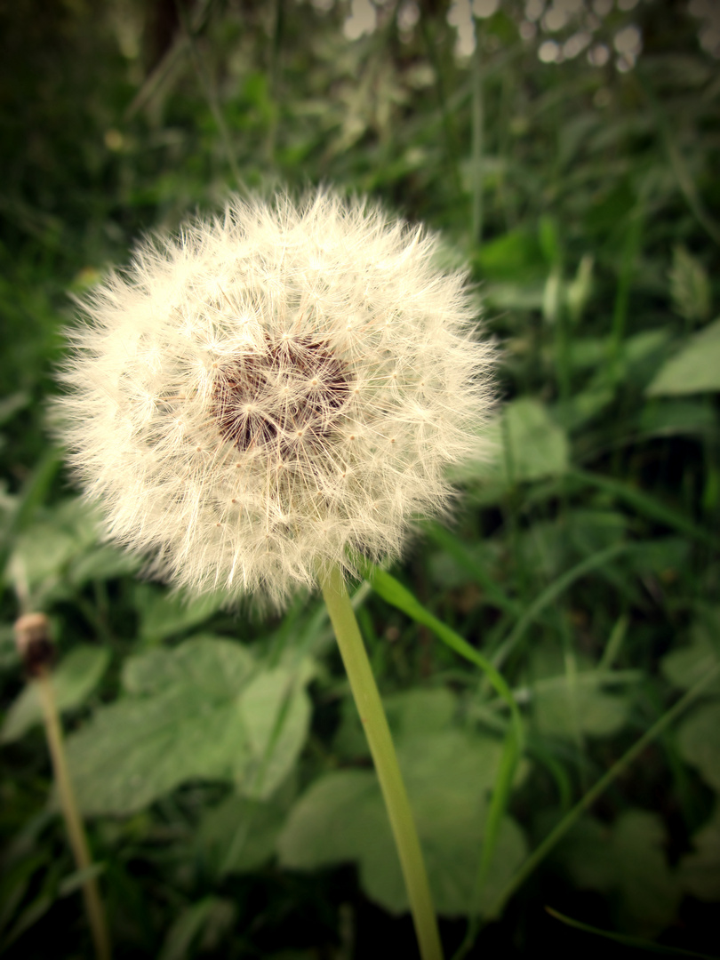 Pusteblume