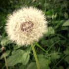 Pusteblume