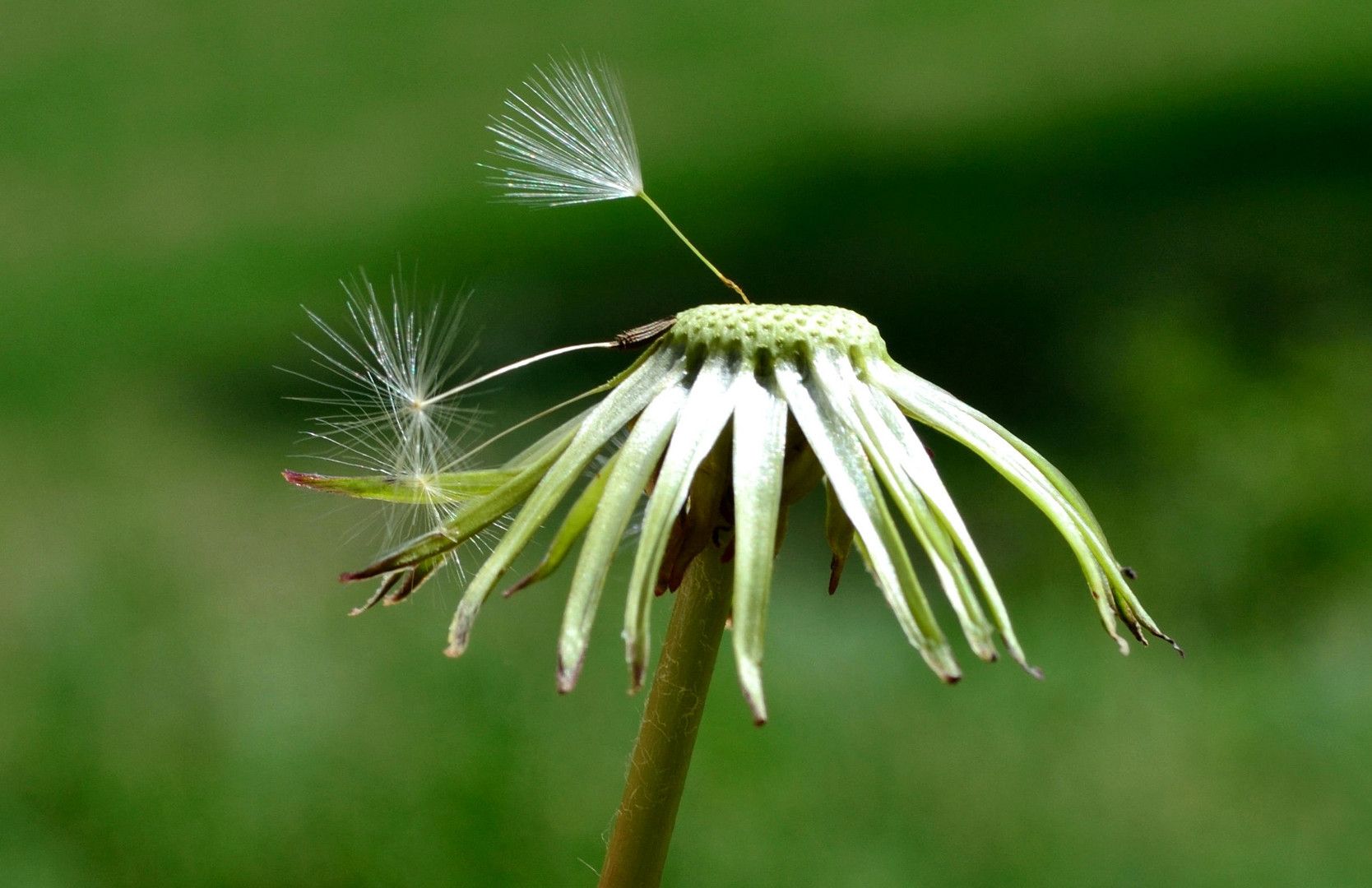 Pusteblume - 21. Mai 2012