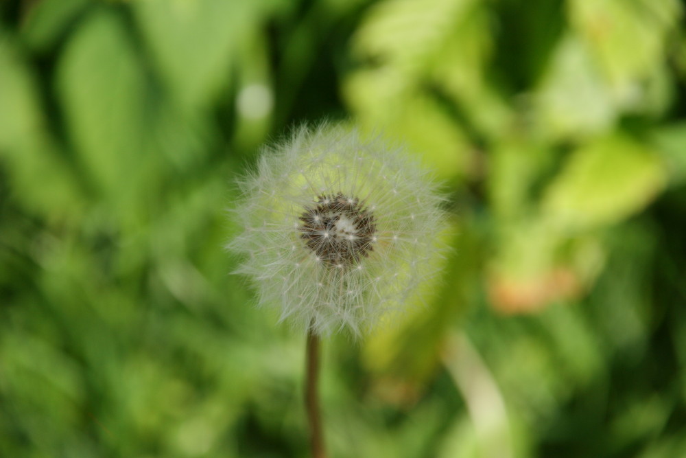 Pusteblume