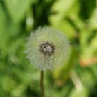 Pusteblume