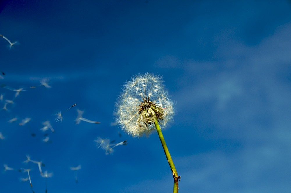 pusteblume