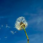 pusteblume