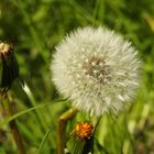 Pusteblume