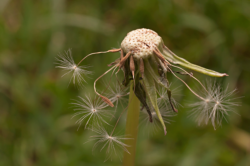 Pusteblume