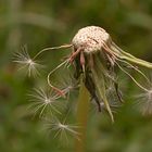 Pusteblume