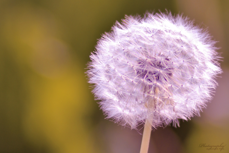 Pusteblume